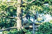 June 1 - Two Herons Nesting 6