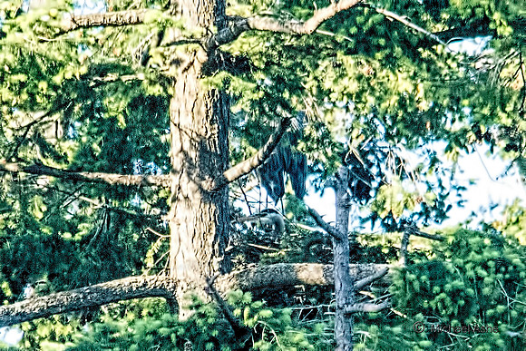 June 1 - Two Herons Nesting 6