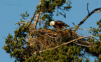 April 30 - Adult Bald Eagle staring at 'something' in the nest.