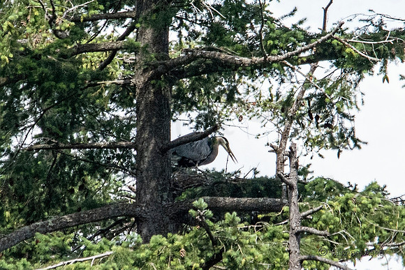 June 26 - Adult Heron regurgitating food to feed chick(s).