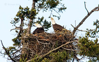 May 7 - Adult Bald Eagles vocalizing.
