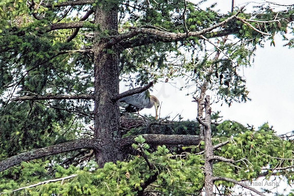 June 26 - Adult Heron feeding Heron Chick