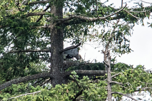 June 26 - Adult Heron feeding one or more chicks (not seen).