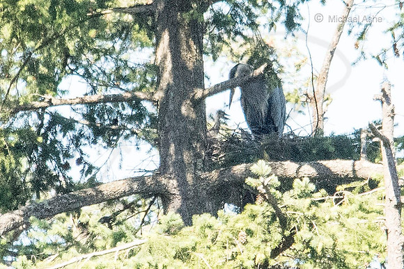 July 2 - Adult Heron with 2 Heron Chicks.