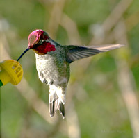 Anna's Hummingbird taking a Drink ('Blink') 2 - Nanaimo - 450mm