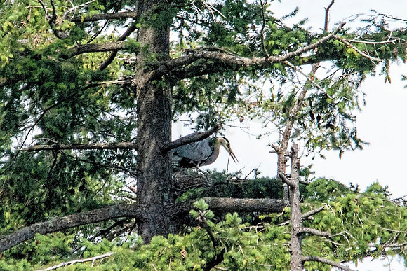 June 26 - Adult Heron regurgitating food for heron chicks (unseen).