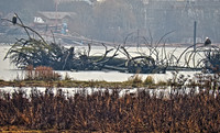 Bald Eagles on Driftwood 2 - Nanaimo Estuary - Living Forest - HDR - 1200mm